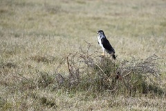 Buteo augur