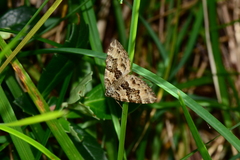 Chrysolarentia rhynchota