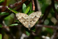 Chrysolarentia rhynchota