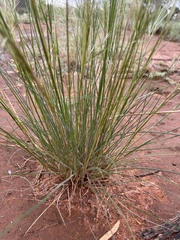 Austrostipa