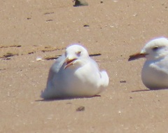 Chroicocephalus cirrocephalus poiocephalus