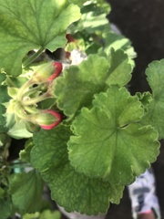 Pelargonium × hybridum