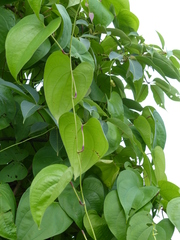 Dioscorea wallichii