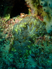 Echinomorpha nishihirai