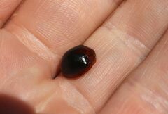 Dicranosterna immaculata