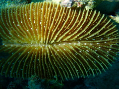 Ctenactis albitentaculata