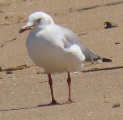 Chroicocephalus cirrocephalus poiocephalus