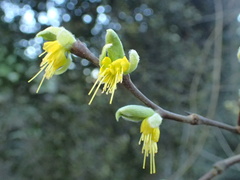 Dirca occidentalis