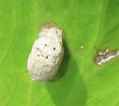 Aspidimorpha puncticosta