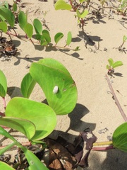 Aspidimorpha puncticosta