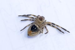 Neosparassus calligaster