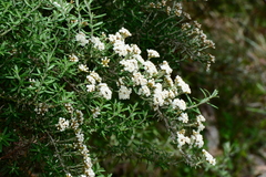 Ozothamnus secundiflorus