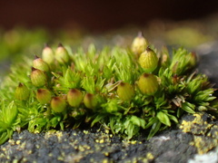 Orthotrichum anomalum