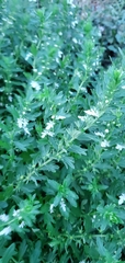 Teucrium cubense