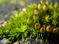 Orthotrichum anomalum