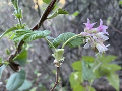 Ribes sanguineum