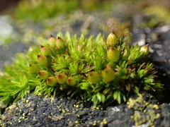 Orthotrichum anomalum