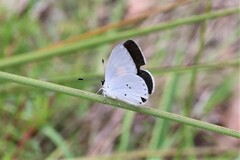 Candalides xanthospilos