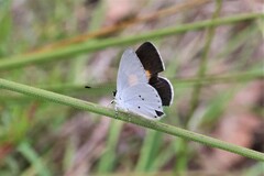 Candalides xanthospilos