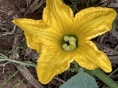 Cucurbita foetidissima