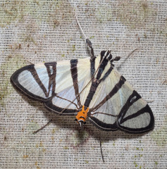 Conchylodes nolckenialis