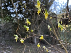 Dirca occidentalis