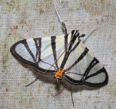 Conchylodes nolckenialis