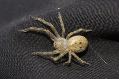 Neosparassus calligaster