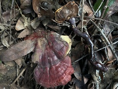 Ganoderma lucidum
