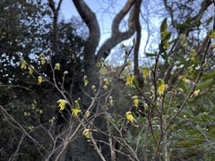 Dirca occidentalis