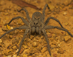 Portacosa cinerea