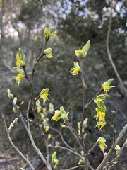Dirca occidentalis
