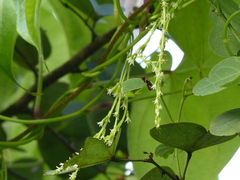 Dioscorea wallichii