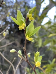 Dirca occidentalis