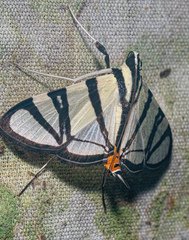 Conchylodes nolckenialis