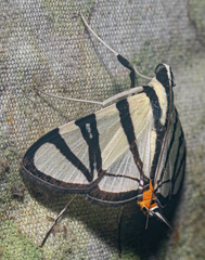 Conchylodes nolckenialis