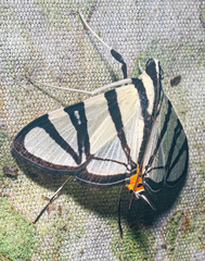 Conchylodes nolckenialis