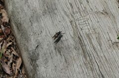 Blepharotes splendidissimus