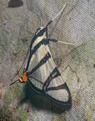 Conchylodes nolckenialis