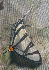 Conchylodes nolckenialis