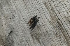 Blepharotes splendidissimus