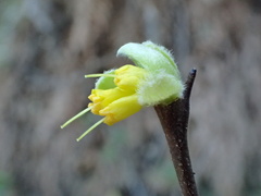 Dirca occidentalis