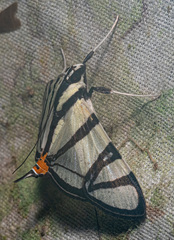 Conchylodes nolckenialis