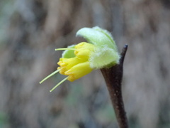 Dirca occidentalis