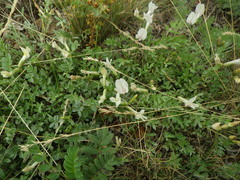 Astragalus depauperatus