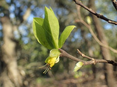 Dirca occidentalis