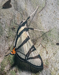 Conchylodes nolckenialis