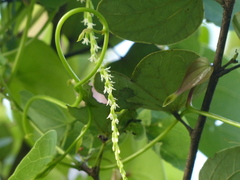 Dioscorea wallichii