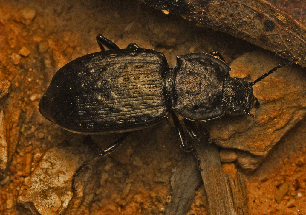 Coripera geminata