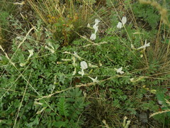 Astragalus depauperatus